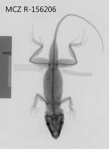 Media type: image;   Herpetology R-156206 Aspect: dorsoventral x-ray